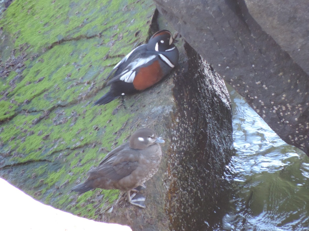Harlequin Duck - ML583798711