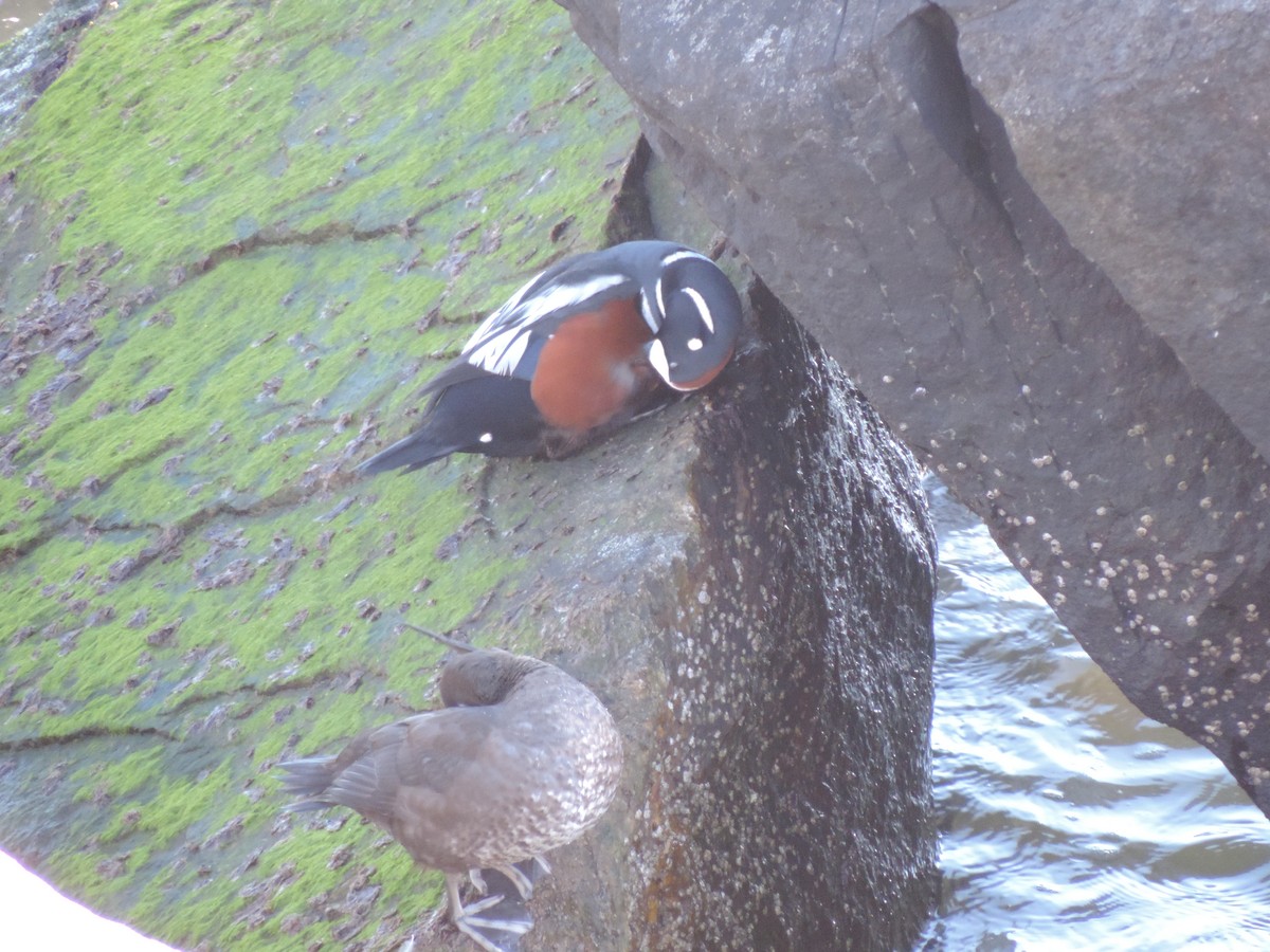 Harlequin Duck - ML583798721
