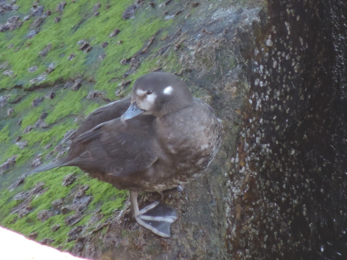 Harlequin Duck - ML583798731