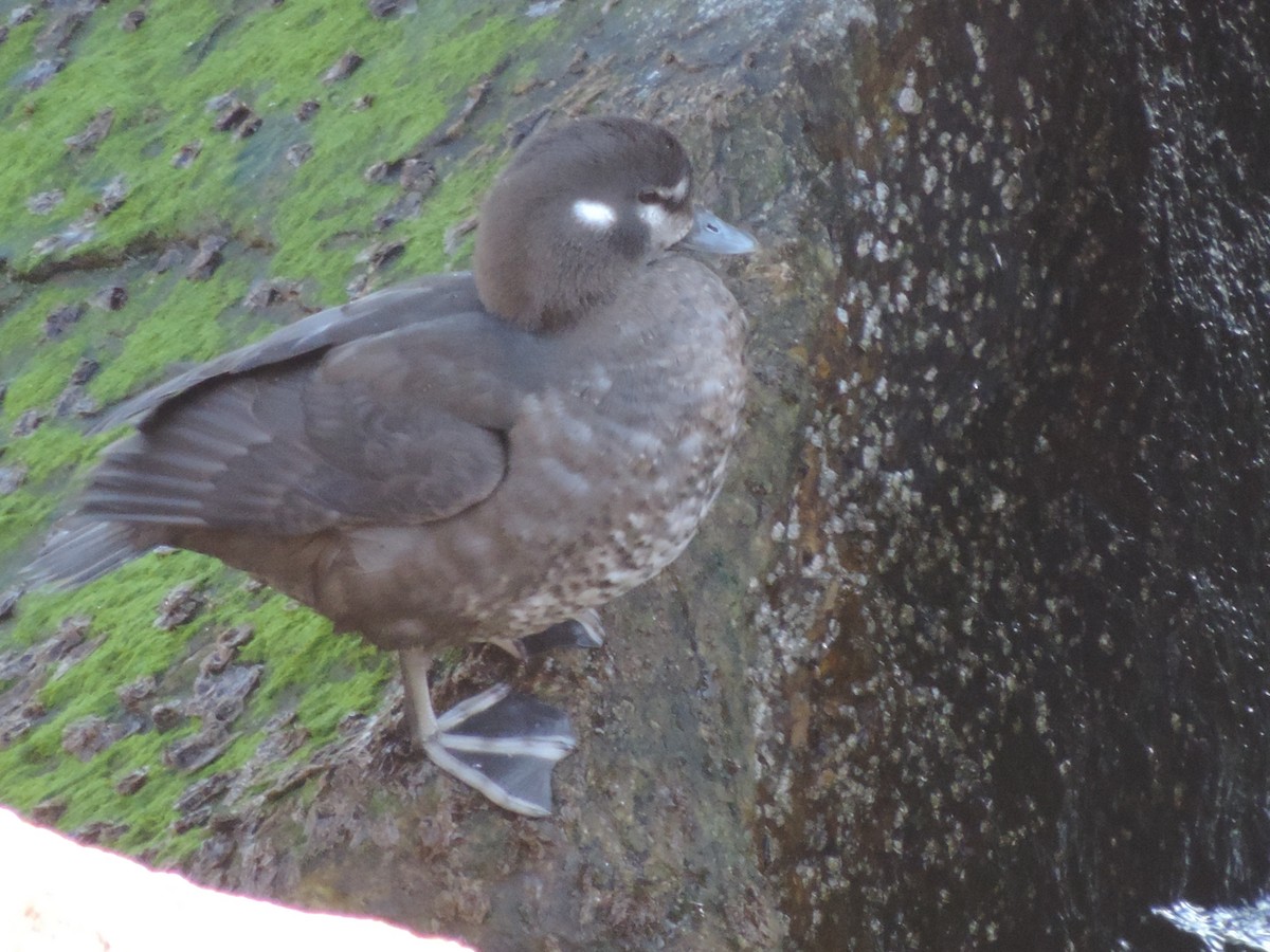 Harlequin Duck - ML583798751