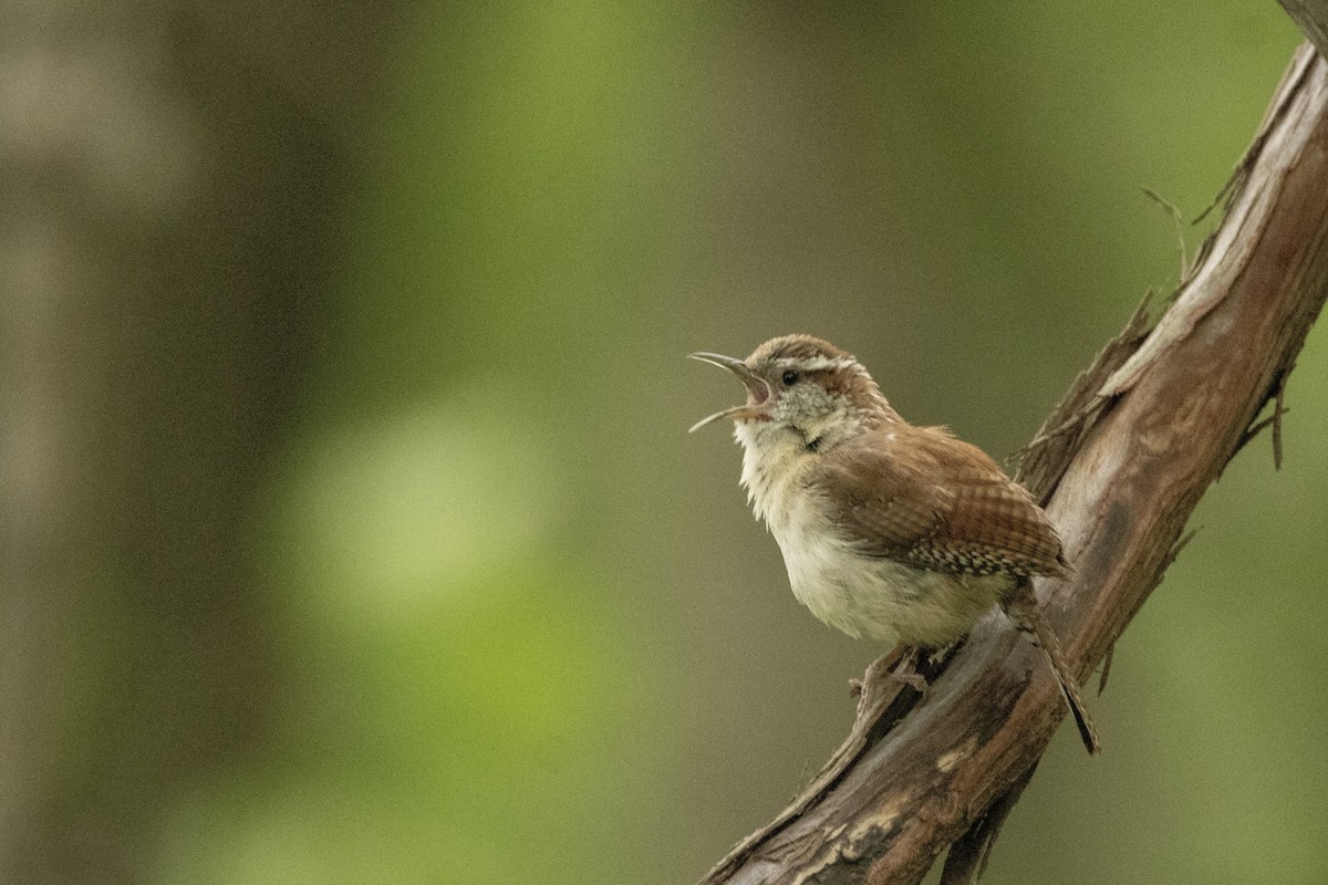 Carolina Wren - ML583798851