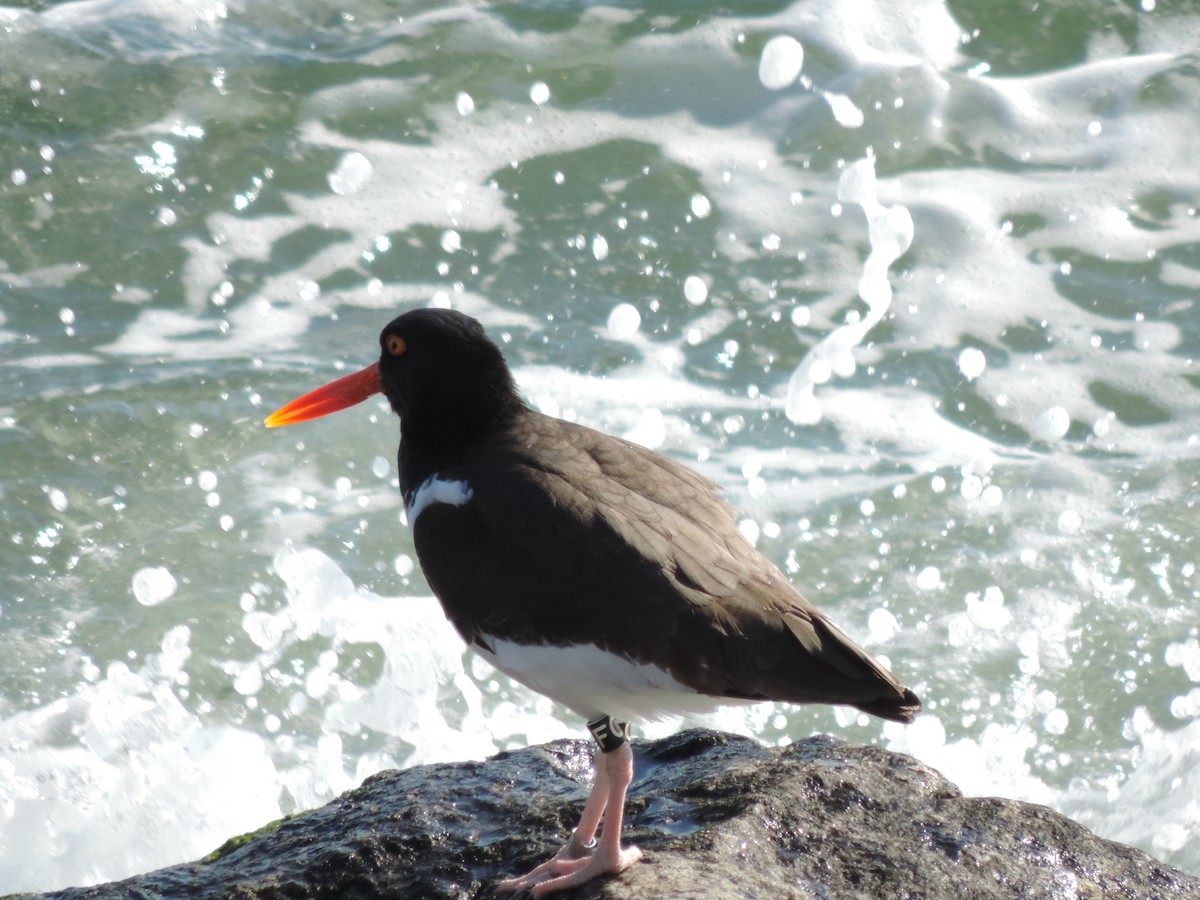 American Oystercatcher - ML583798961