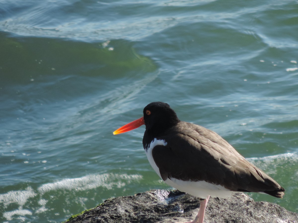 American Oystercatcher - ML583798991