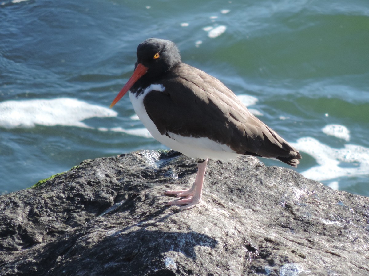 American Oystercatcher - ML583799001