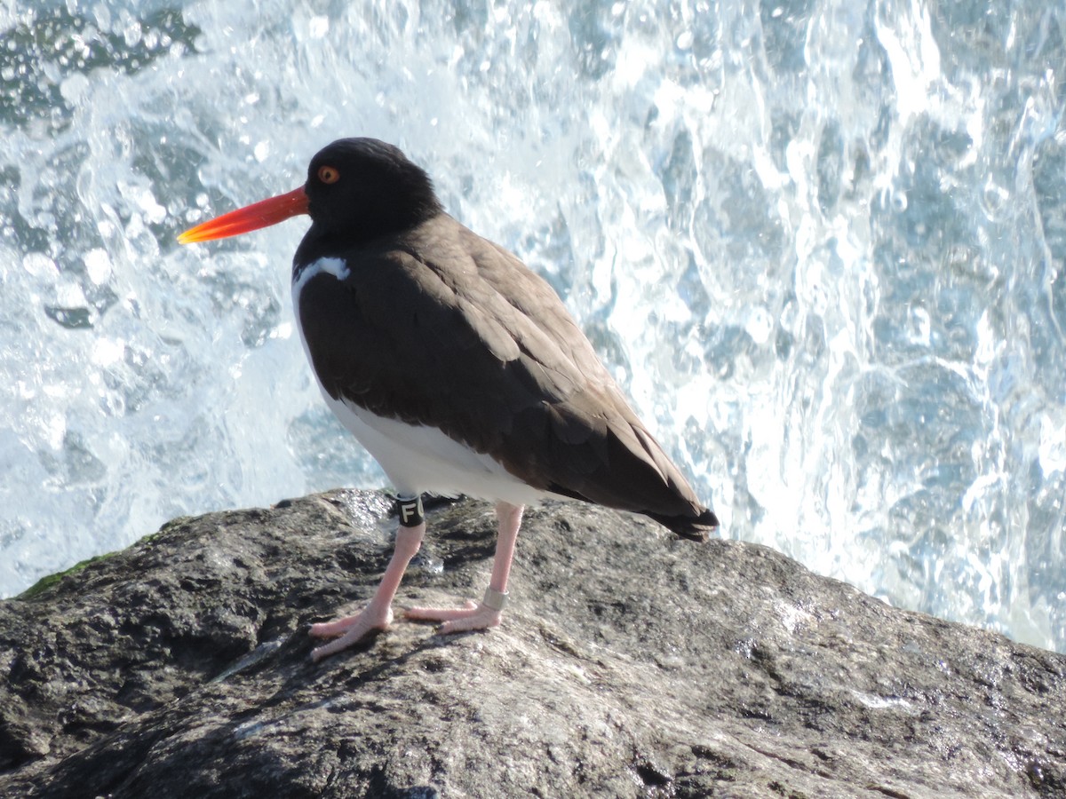 American Oystercatcher - ML583799011
