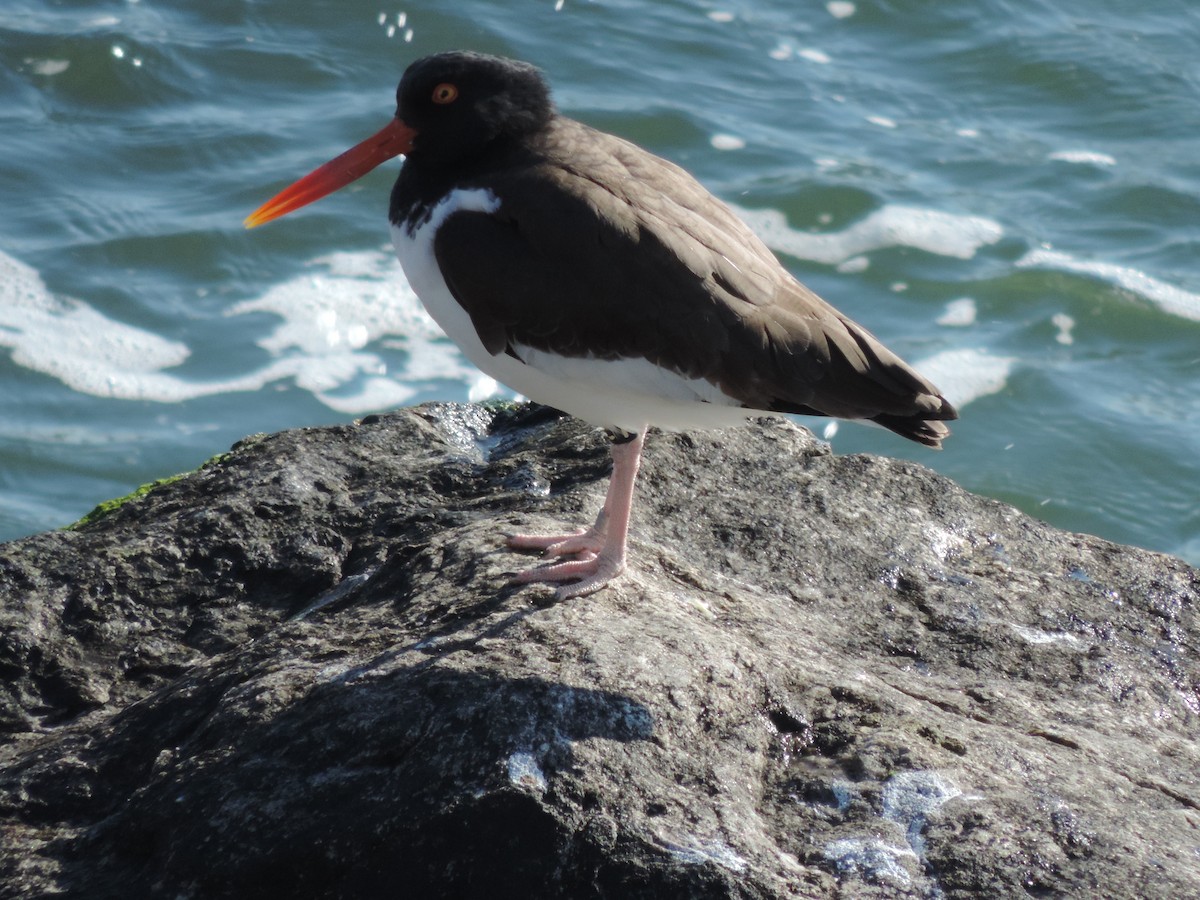 American Oystercatcher - ML583799021