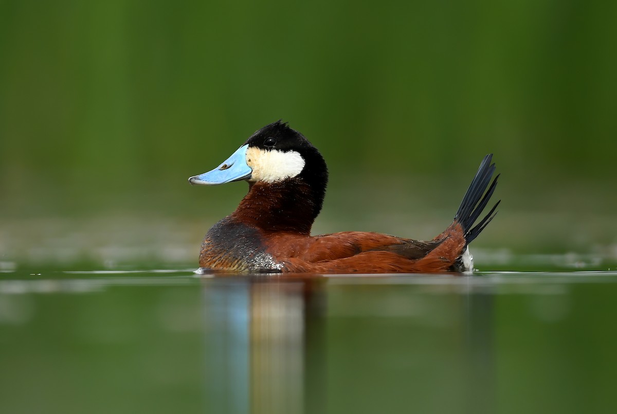 Ruddy Duck - ML583799471