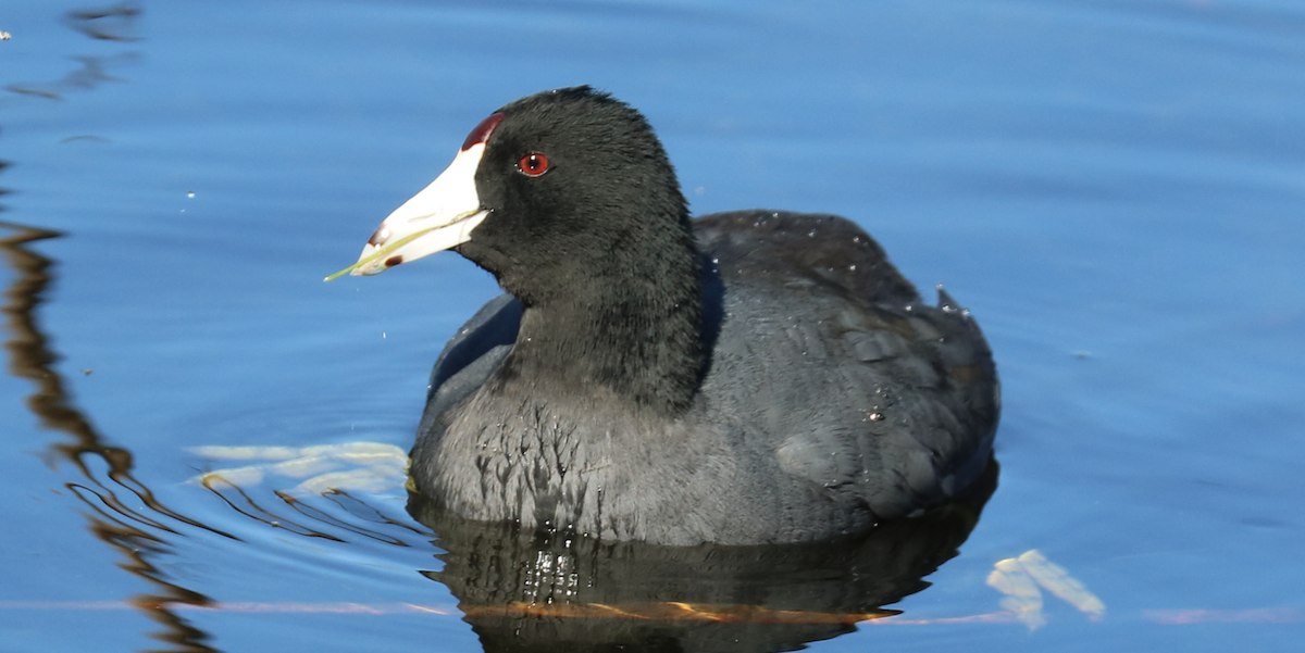 American Coot (Red-shielded) - ML583799961