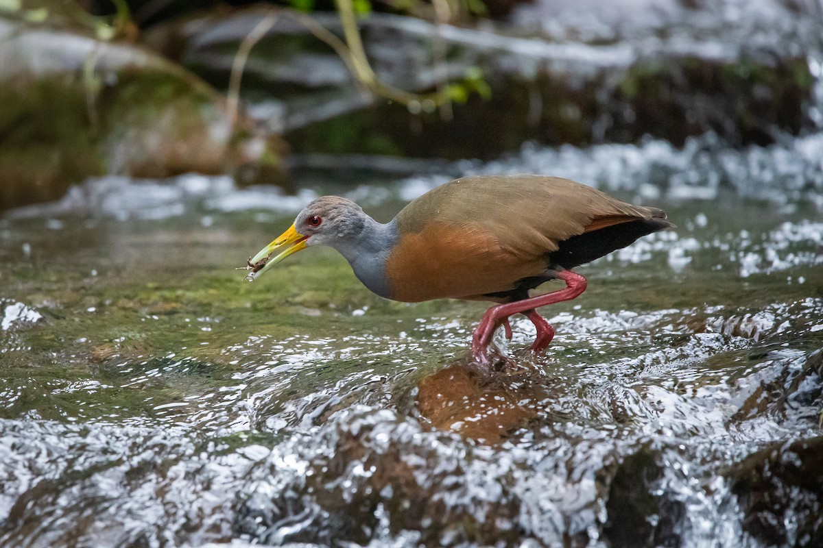 Gray-cowled Wood-Rail - ML583800321