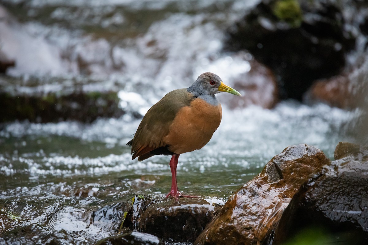 Gray-cowled Wood-Rail - Daria Huxley