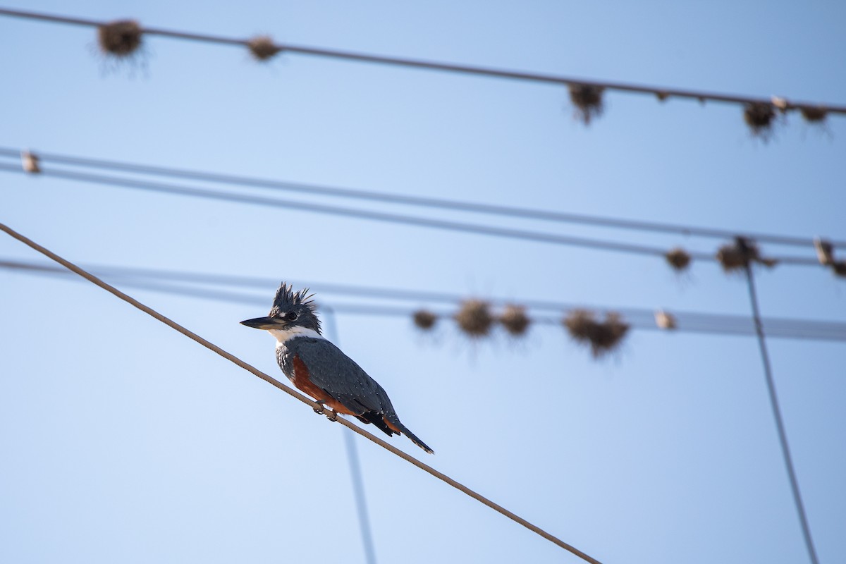 Ringed Kingfisher - ML583800381