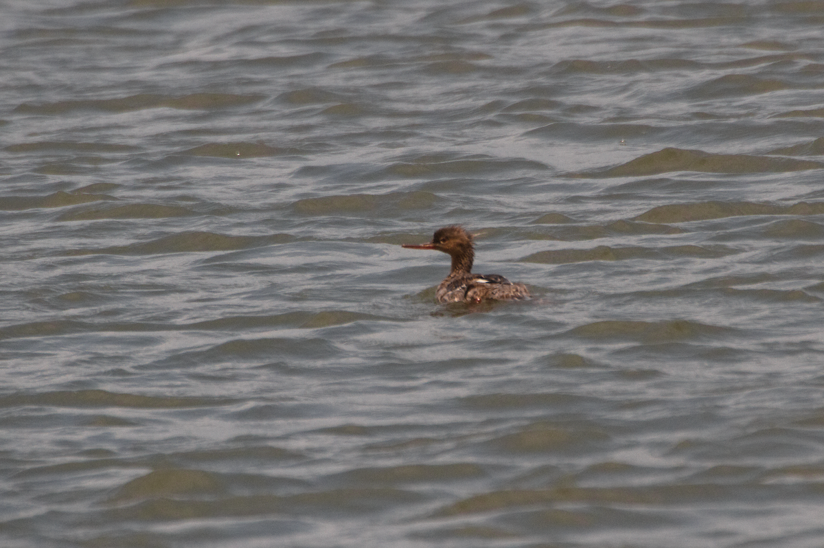 Red-breasted Merganser - ML583800411