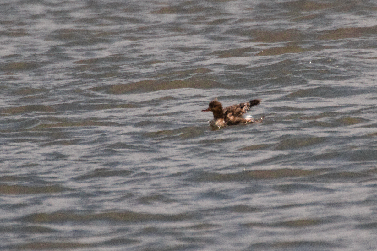 Red-breasted Merganser - ML583800421