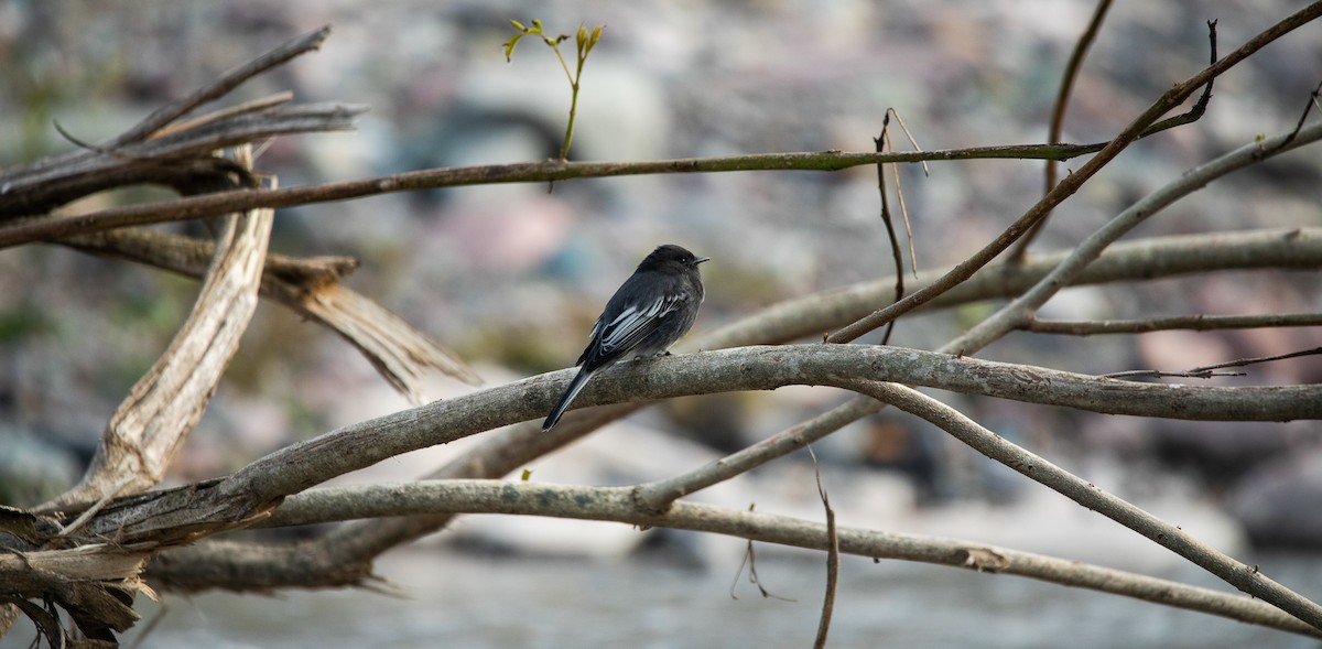 Black Phoebe - ML583800451