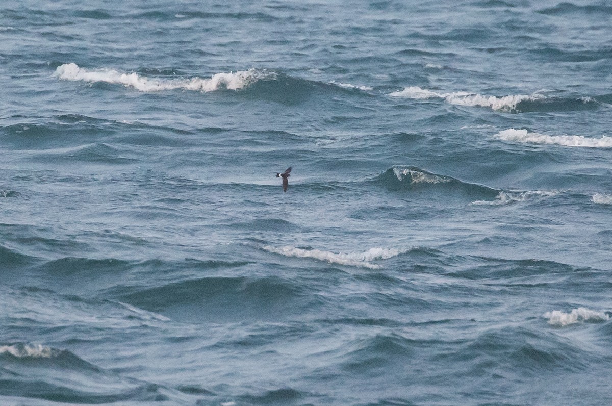 Wilson's Storm-Petrel - ML583800631