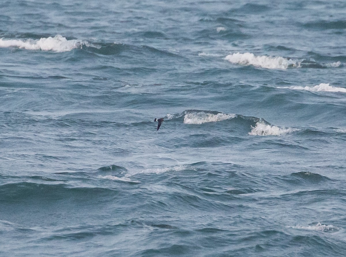 Wilson's Storm-Petrel - ML583800641