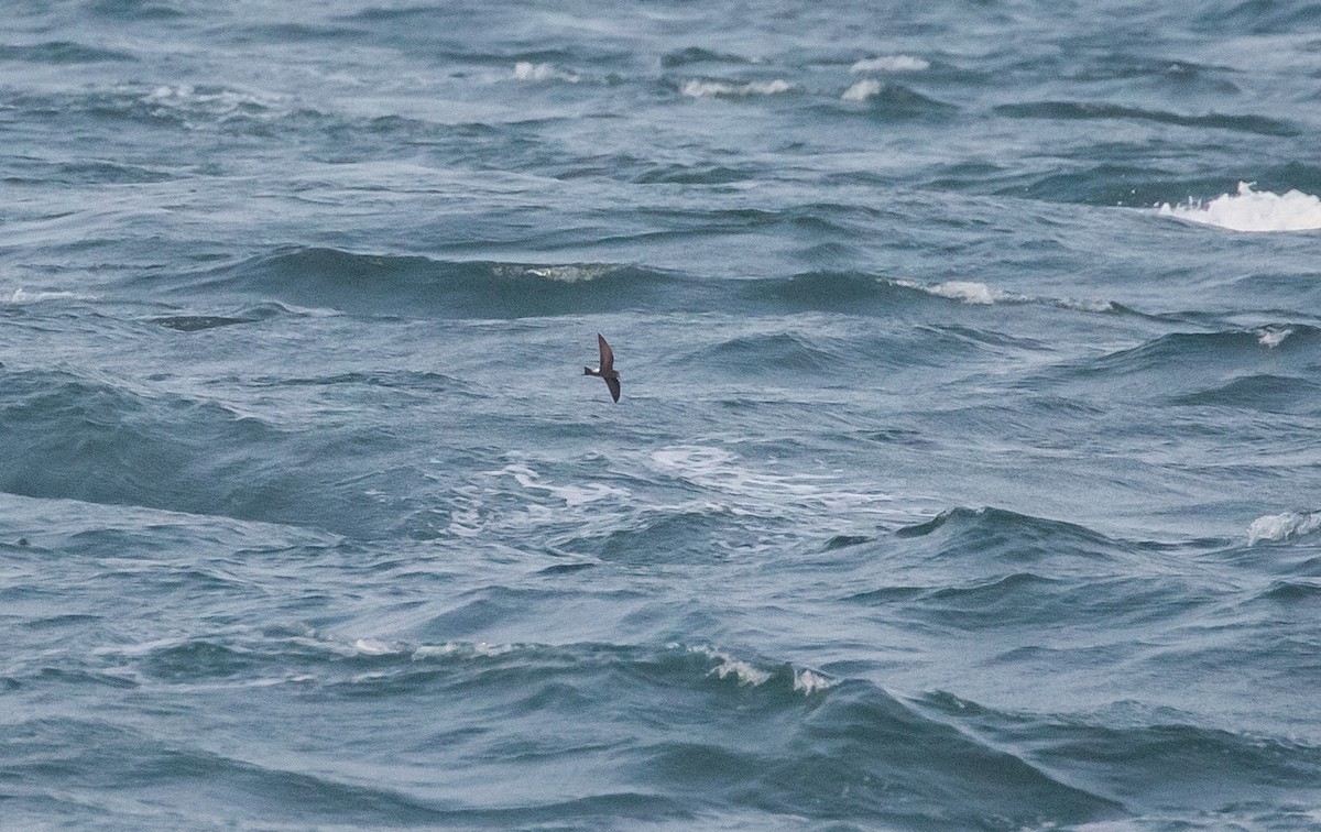 Wilson's Storm-Petrel - ML583800761