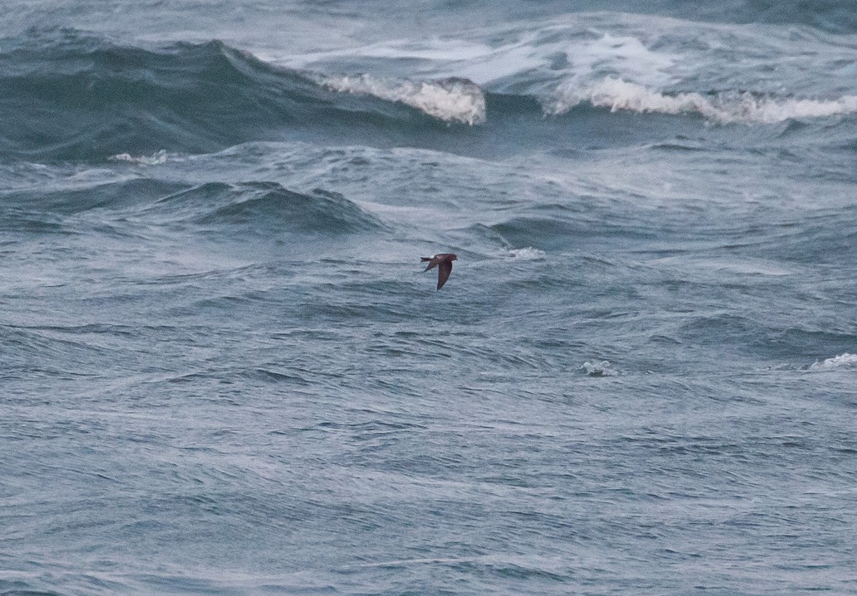 Wilson's Storm-Petrel - Paul Mandala