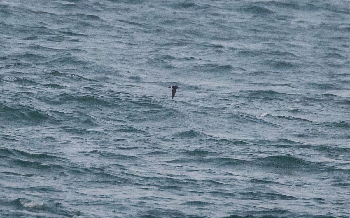 Wilson's Storm-Petrel - ML583800911