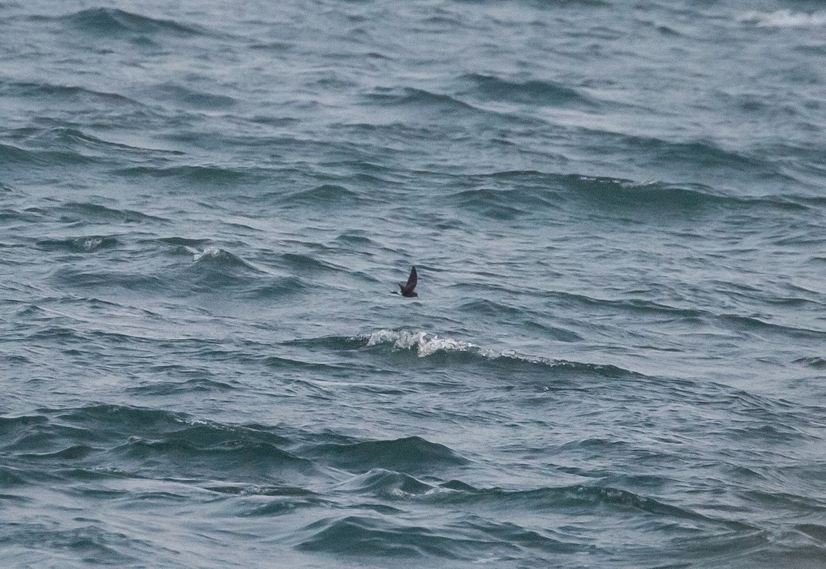 Wilson's Storm-Petrel - Paul Mandala