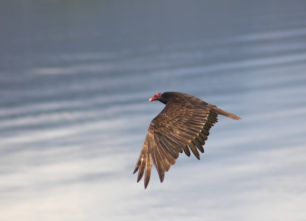 Turkey Vulture - ML583801271
