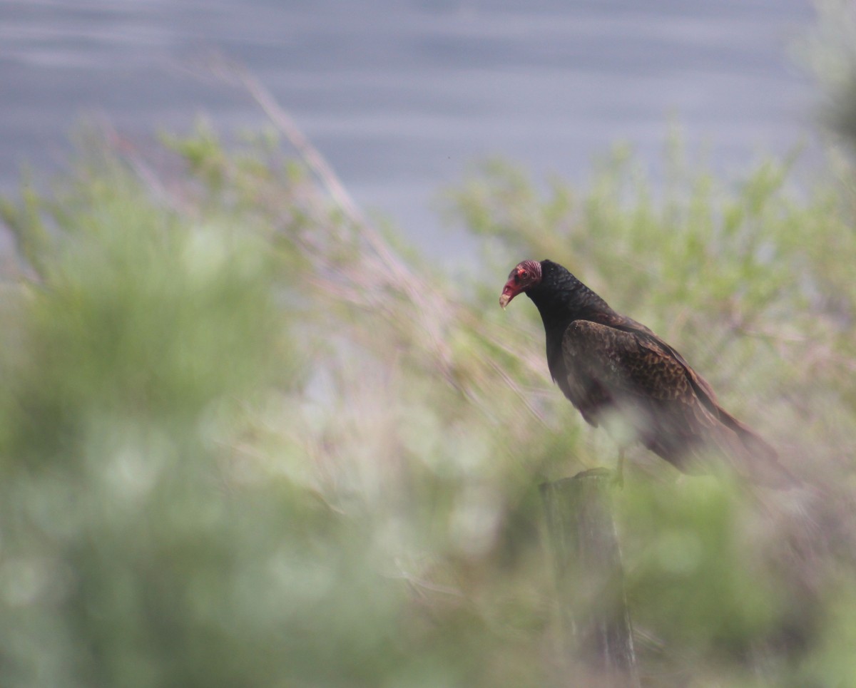 Turkey Vulture - ML583801311