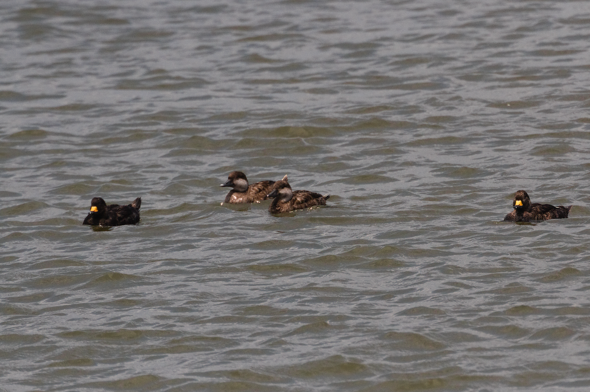 Black Scoter - ML583801551