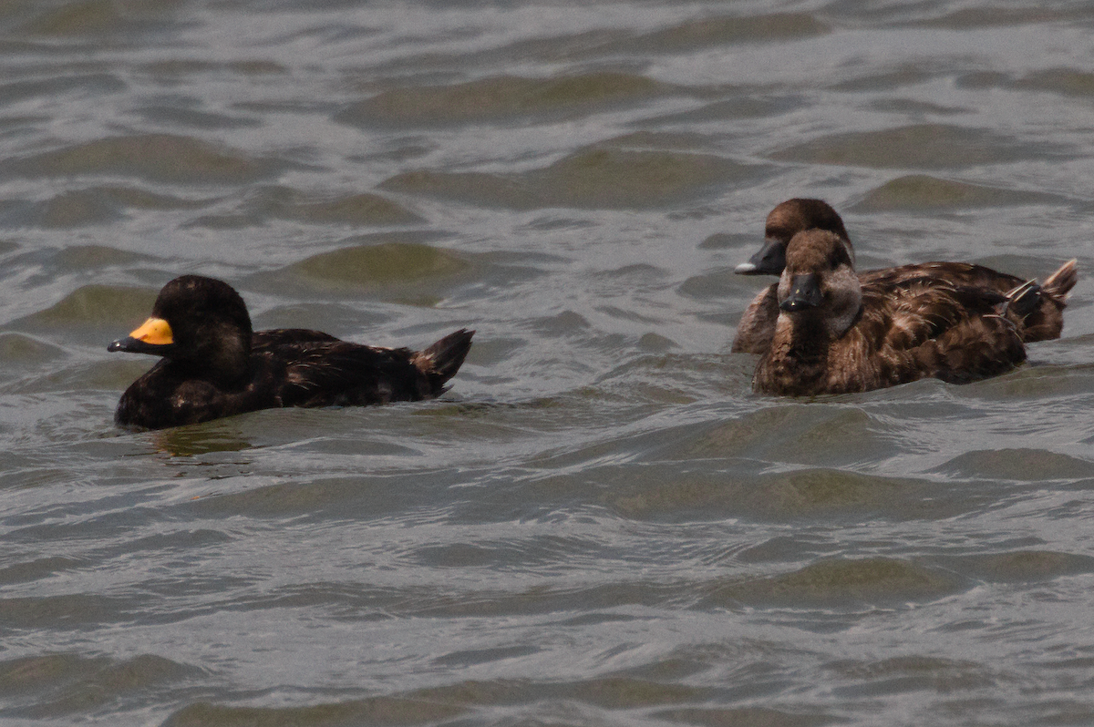 Black Scoter - ML583801561