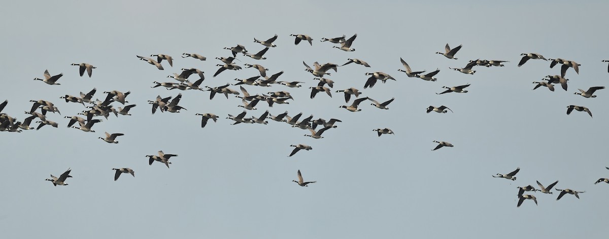 Канад галуу - ML583801641