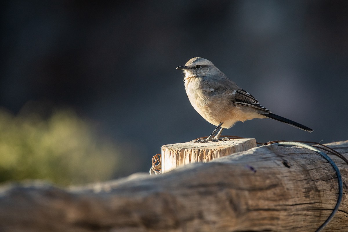 Patagonian Mockingbird - Daria Huxley