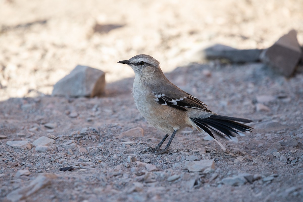 Patagonian Mockingbird - ML583801691