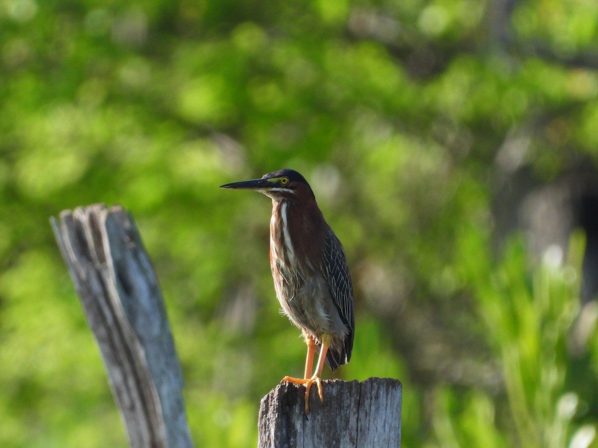 Green Heron - ML583802101