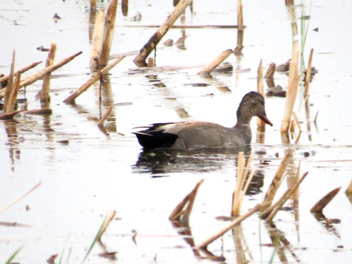 Gadwall - Larry Goodhew