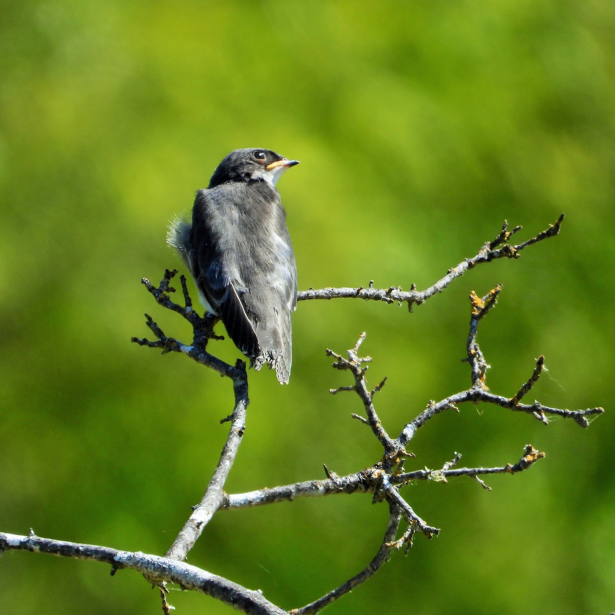 Tree Swallow - ML583803171