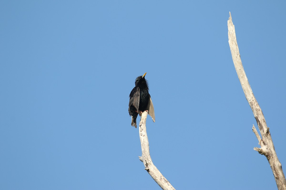 European Starling - ML583804291