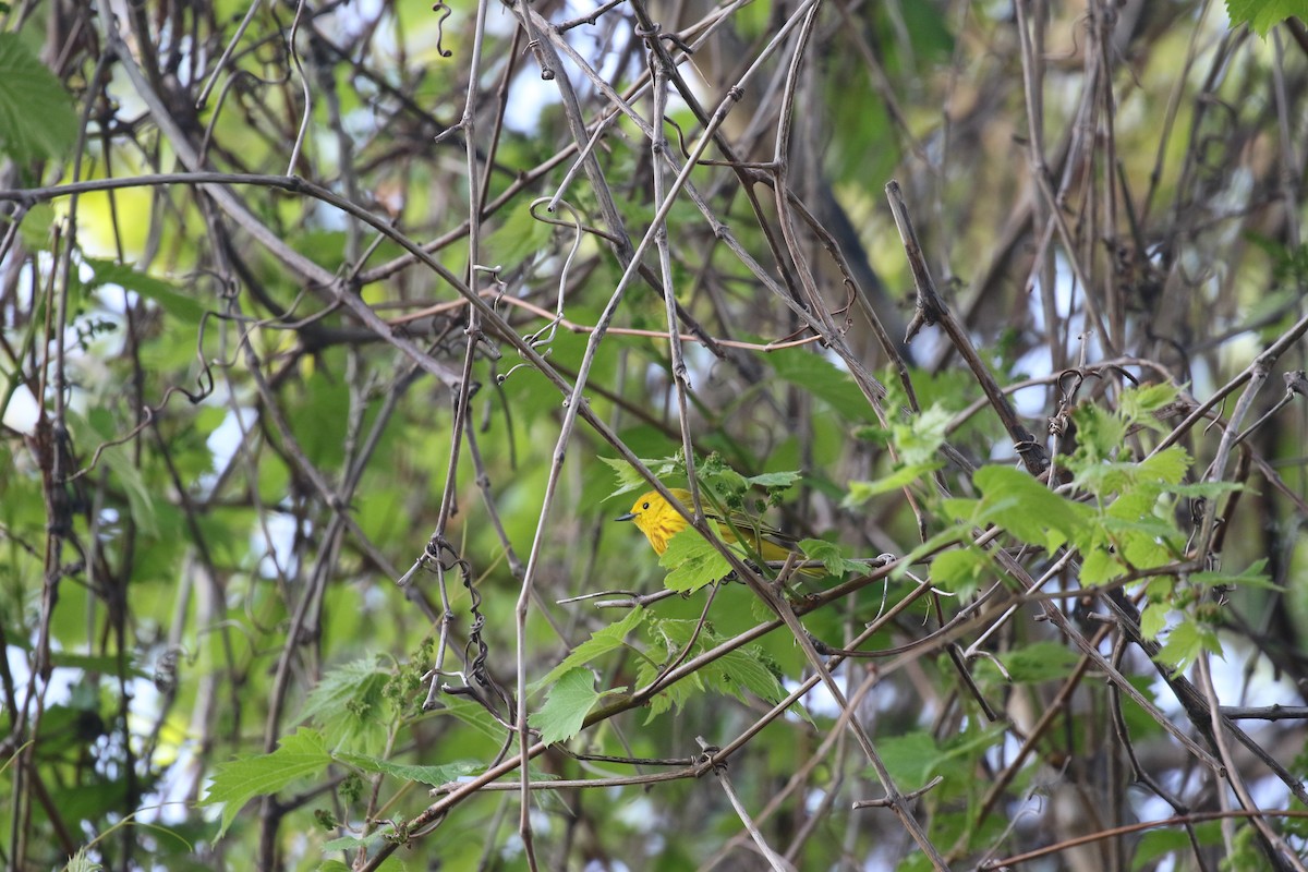 Yellow Warbler (Northern) - ML583804651