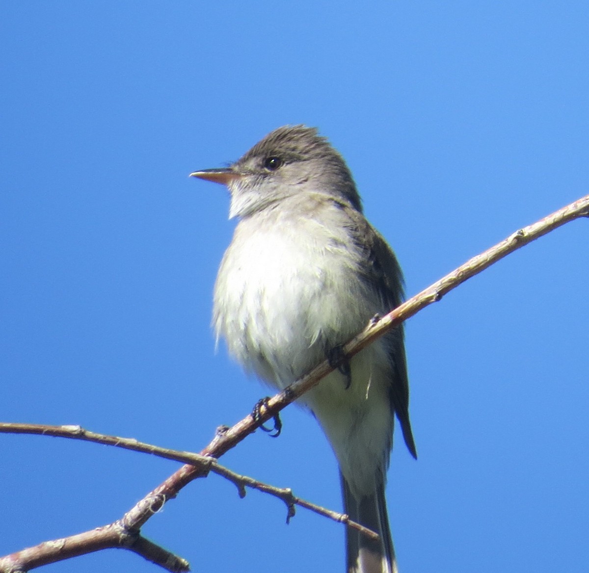 Willow Flycatcher - ML583805641