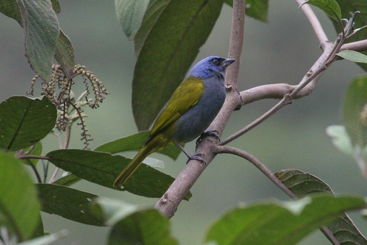 Blue-capped Tanager - ML583806341