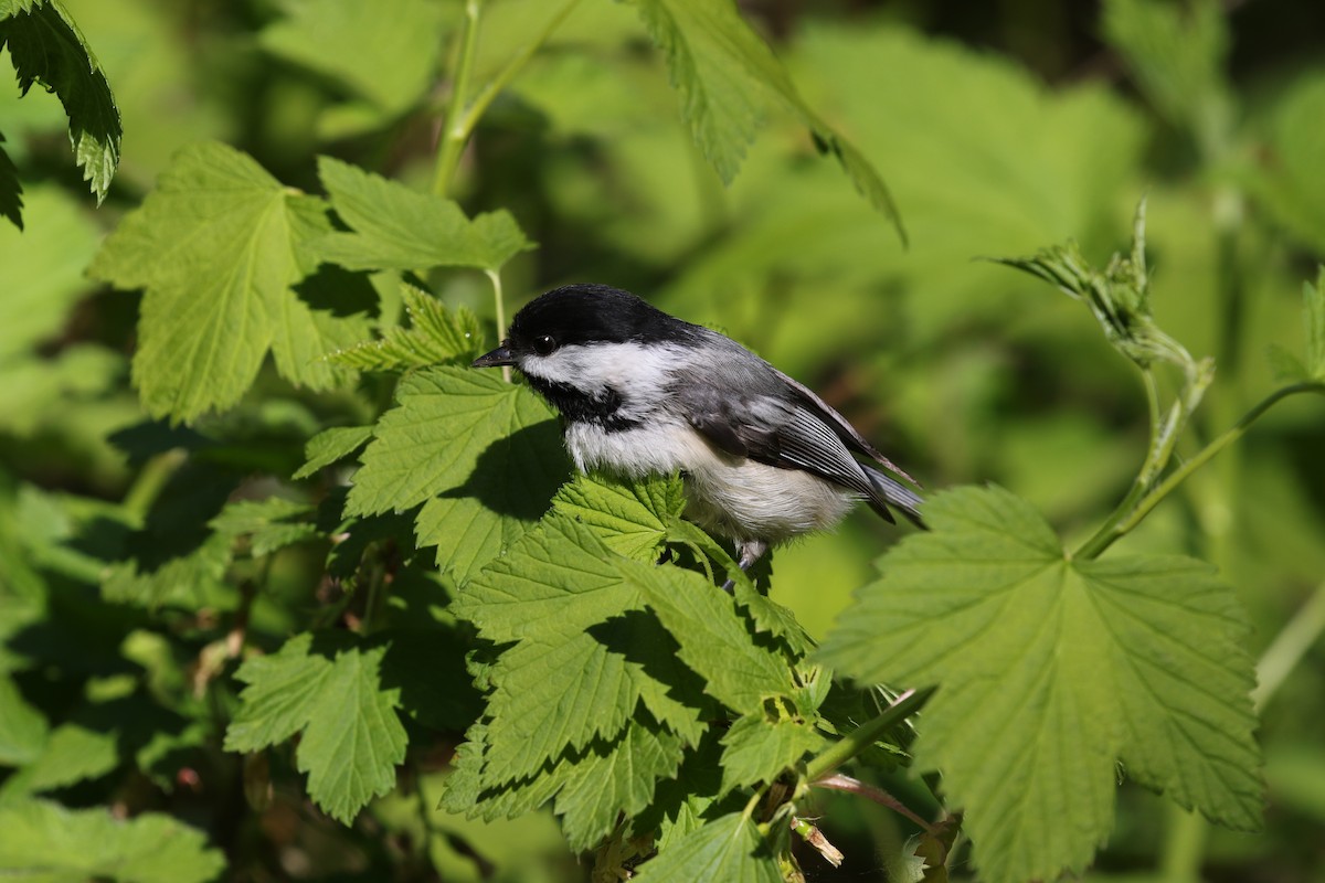 Black-capped Chickadee - ML583806951