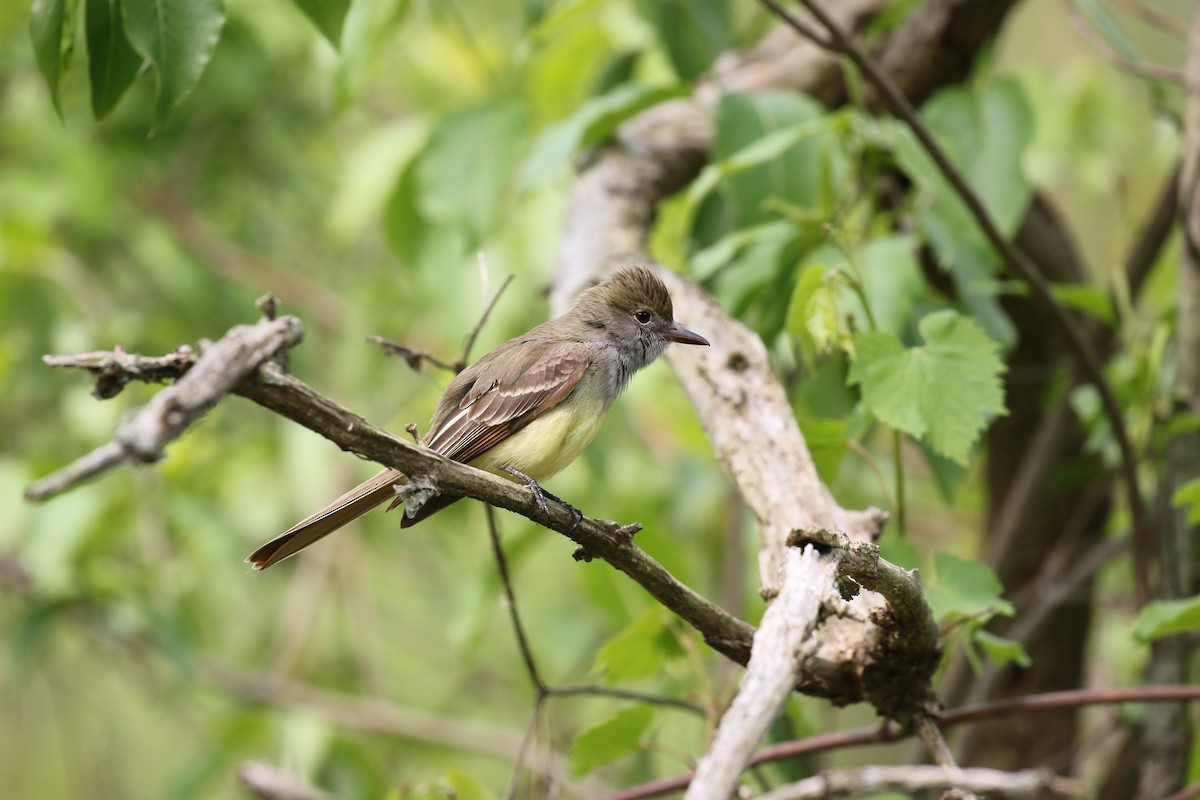 Great Crested Flycatcher - ML583807271