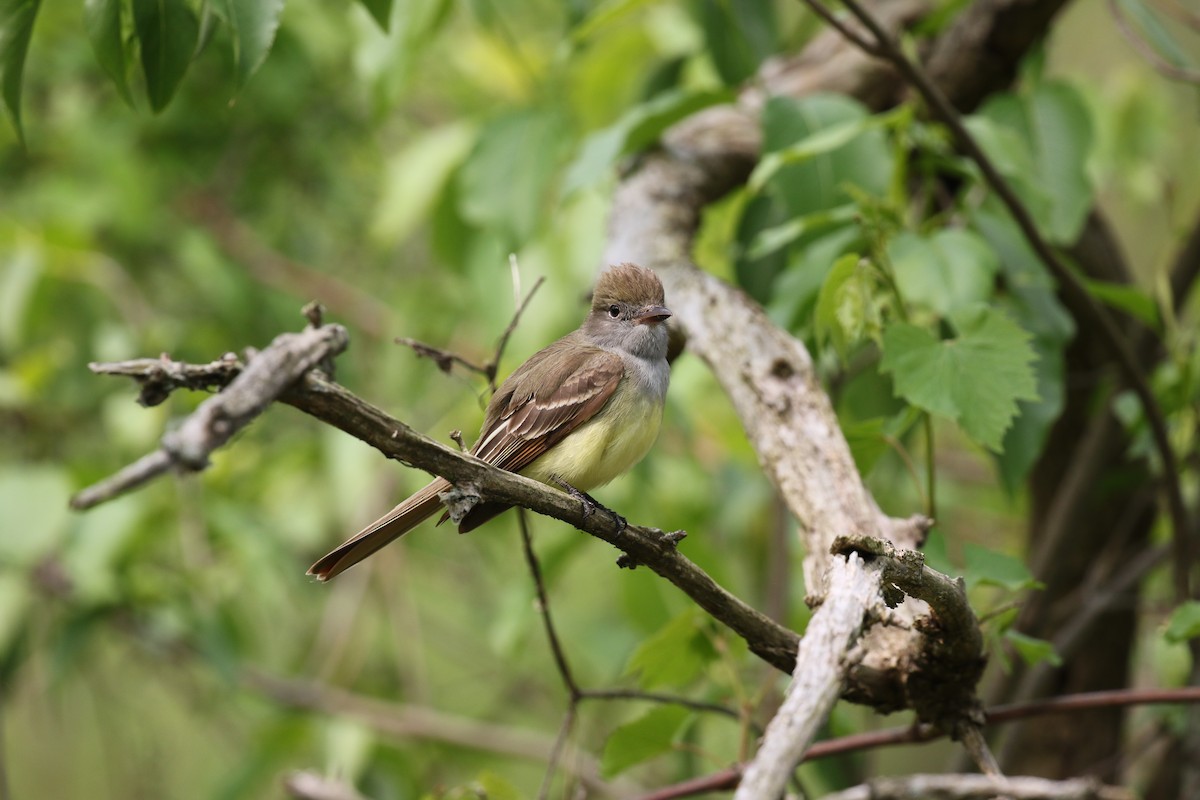Great Crested Flycatcher - ML583807291