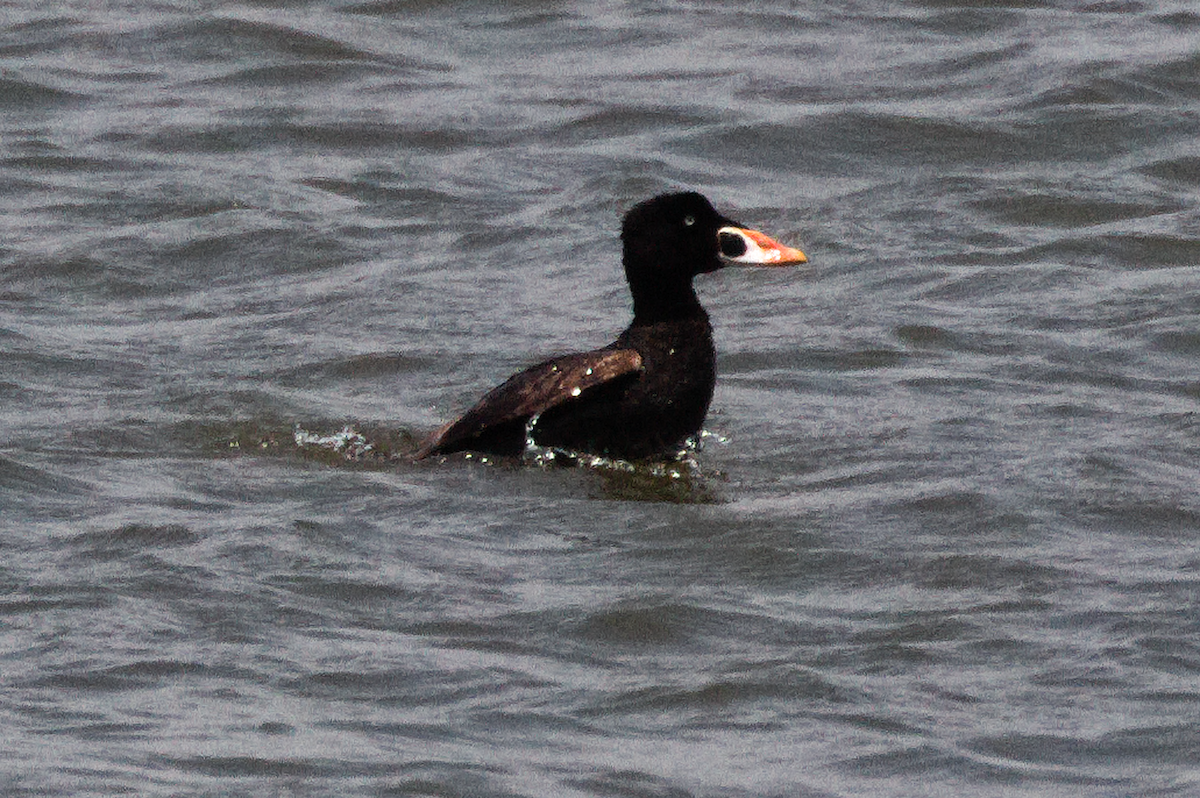 Surf Scoter - ML583807621