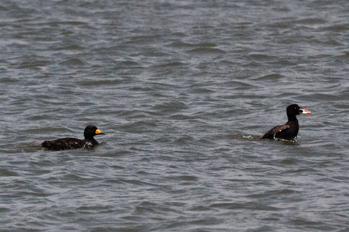 Surf Scoter - ML583807661