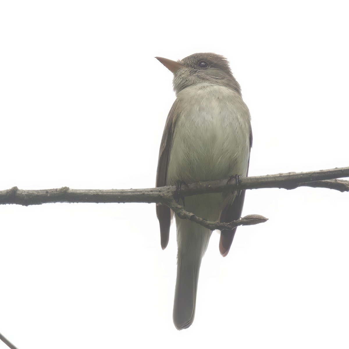 Willow Flycatcher - ML583809331