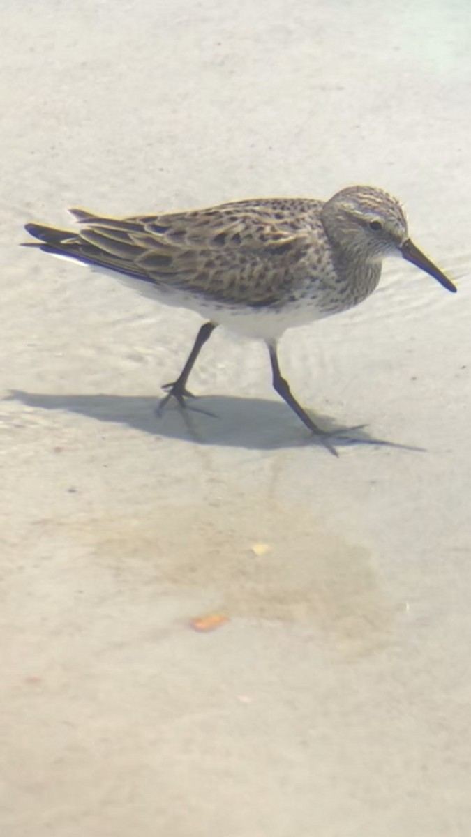 White-rumped Sandpiper - ML583809471