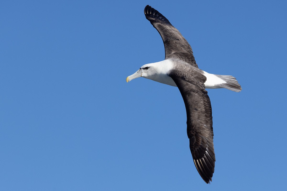 White-capped Albatross - ML583809571