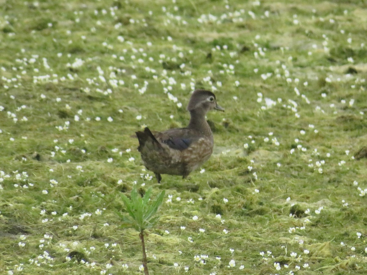 Canard branchu - ML583810601