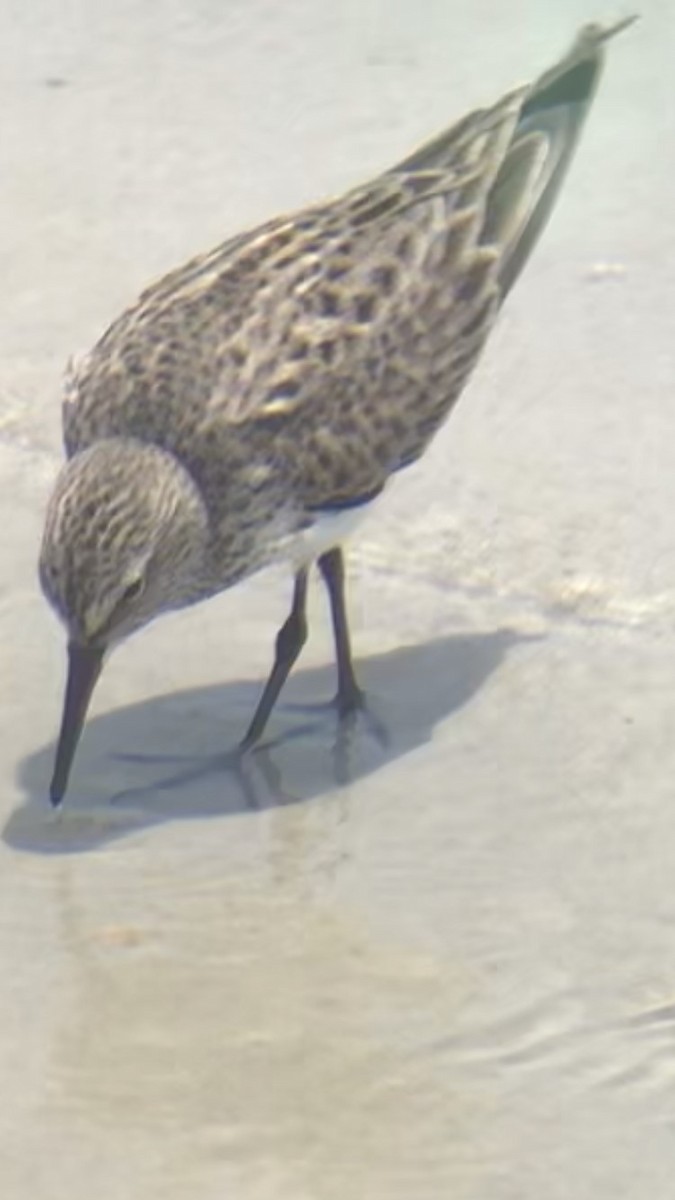 White-rumped Sandpiper - ML583810941