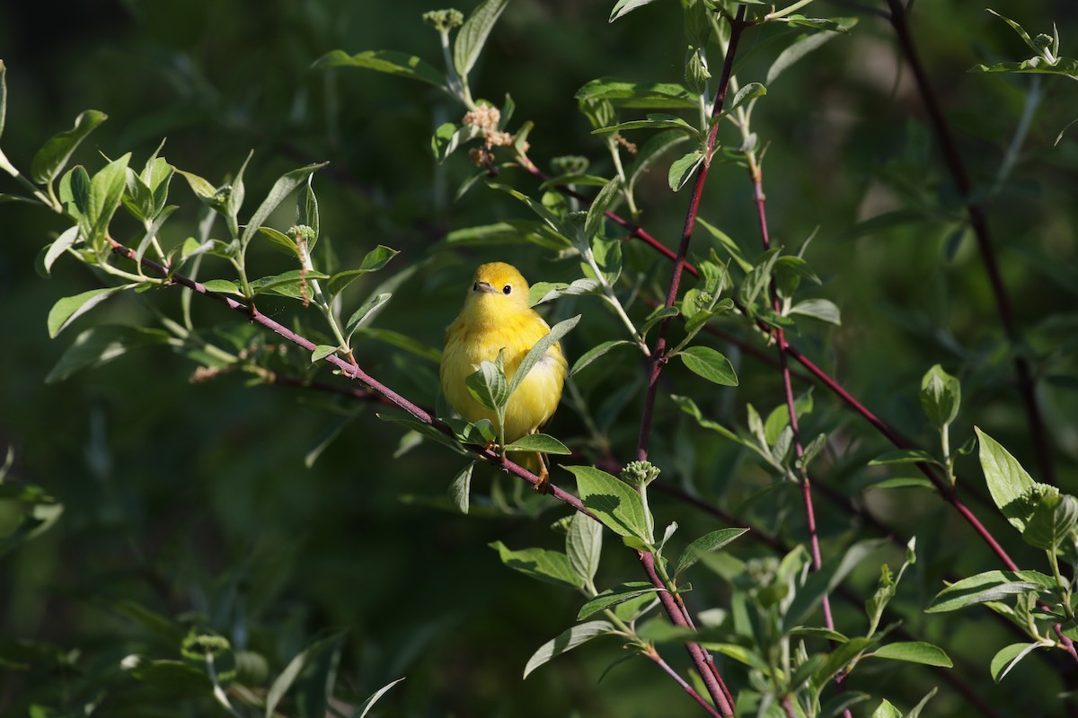 Yellow Warbler (Northern) - ML583811431