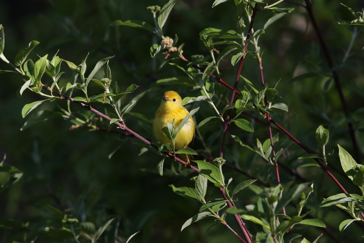 Yellow Warbler (Northern) - ML583811471